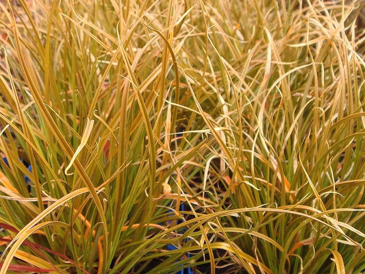 Carex testacea Cartes Orange Sedge 140mm