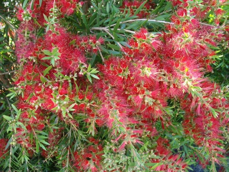 Callistemon viminalis Slim PBR CalvimSli Weeping Bottlebrush, Creek Bottlebrush, CV01