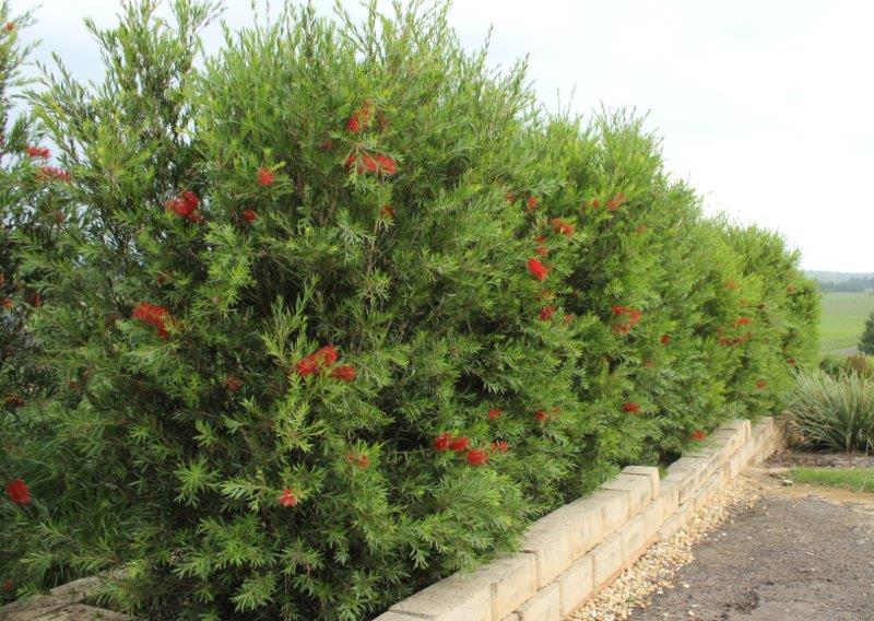 Callistemon viminalis Slim PBR CalvimSli Weeping Bottlebrush, Creek Bottlebrush, CV01