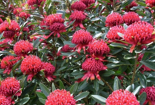 Telopea speciosissima oreades Shady Lady Red TelsoSLR Waratah 140mm