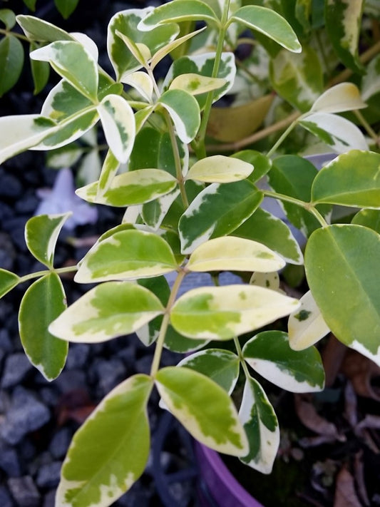 Pandorea jasminoides Charisma PanjasCha Variegated Bower of Beauty, Bower Vine, Bower Climber 140mm
