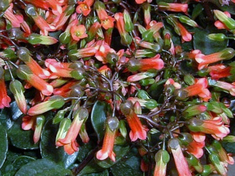 Kalanchoe manginii Mirabella KalmanMir Chandelier Plant, Succulent 70mm