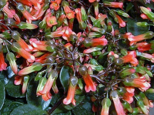 Kalanchoe manginii Mirabella KalmanMir Chandelier Plant, Succulent 70mm