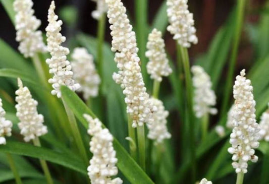 Liriope muscari Monroe White LirmusMW Lilyturf, Lily Turf, Border Grass, Monkey Grass 140mm