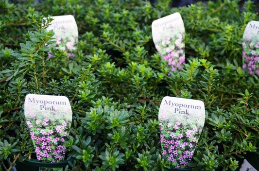 Myoporum parvifolium Pink MyoparPi Creeping Boobialla, Creeping Myoporum 140mm