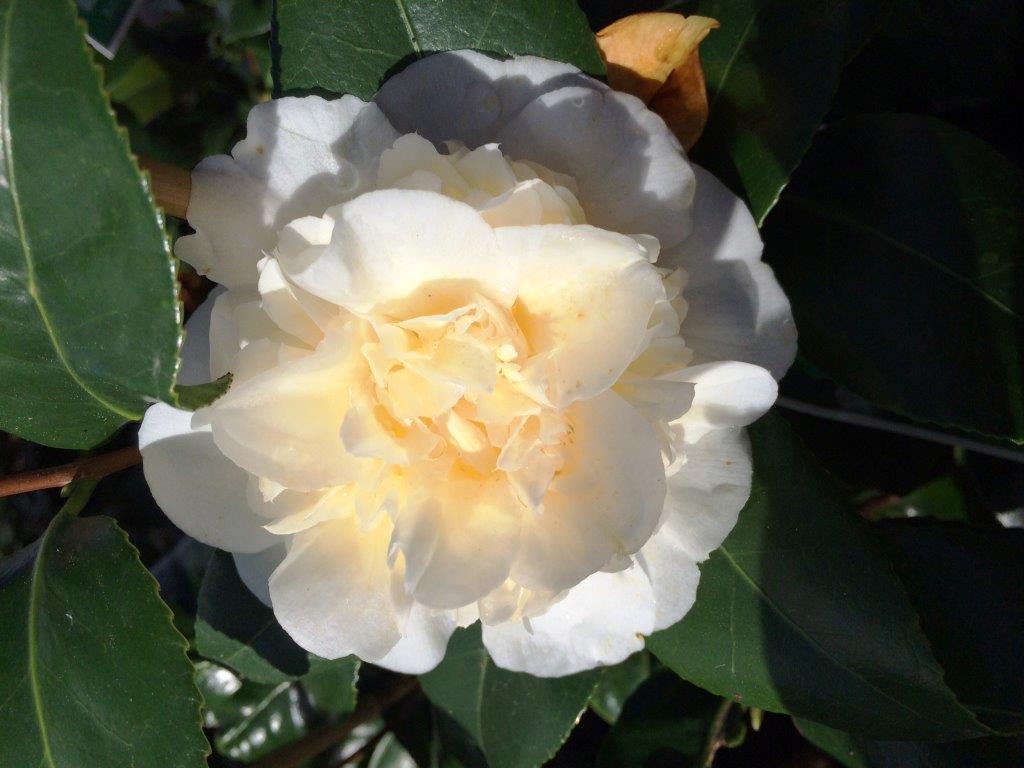 Camellia japonica Brushfields Yellow CamjapBY