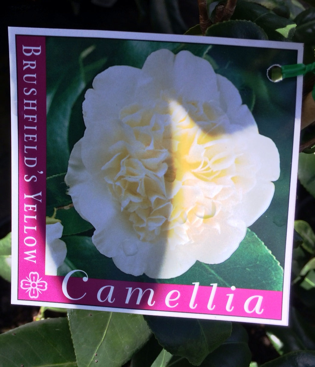 Camellia japonica Brushfields Yellow CamjapBY