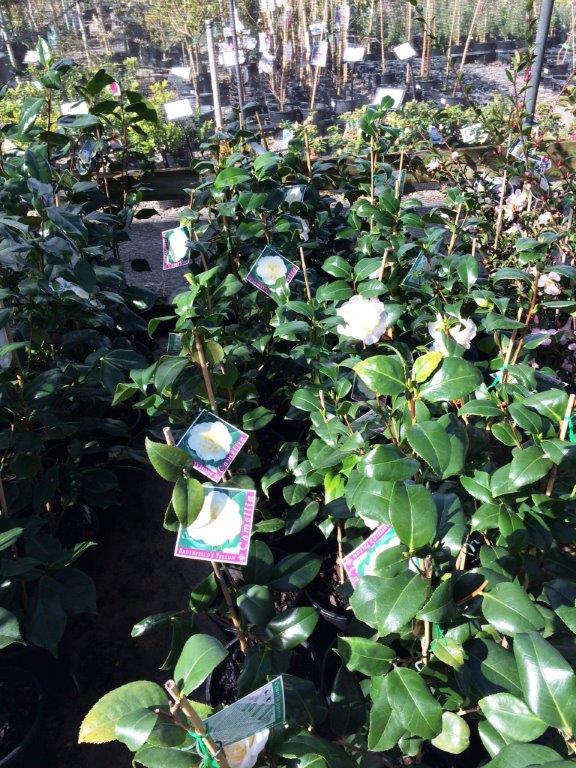 Camellia japonica Brushfields Yellow CamjapBY