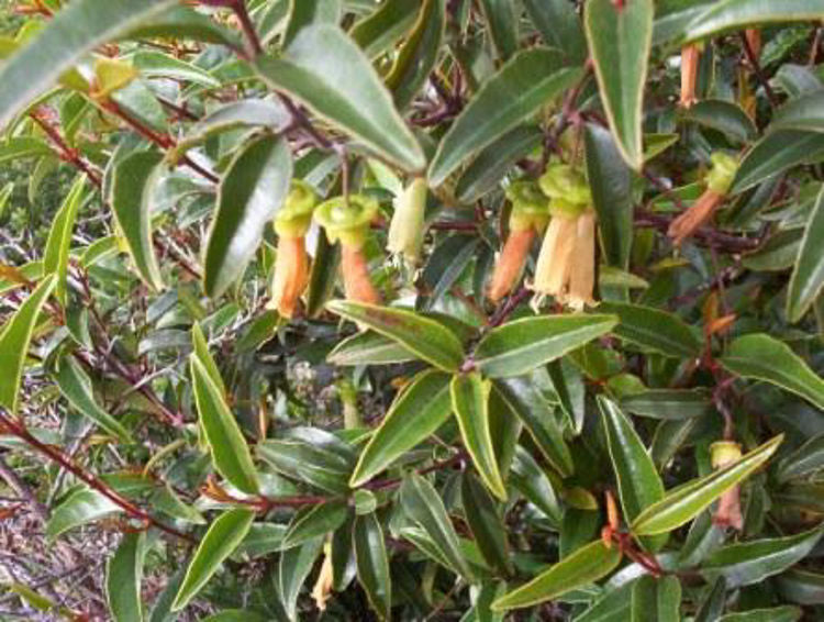 Correa baeuerlenii Corbae Chefs Hat Correa 140mm