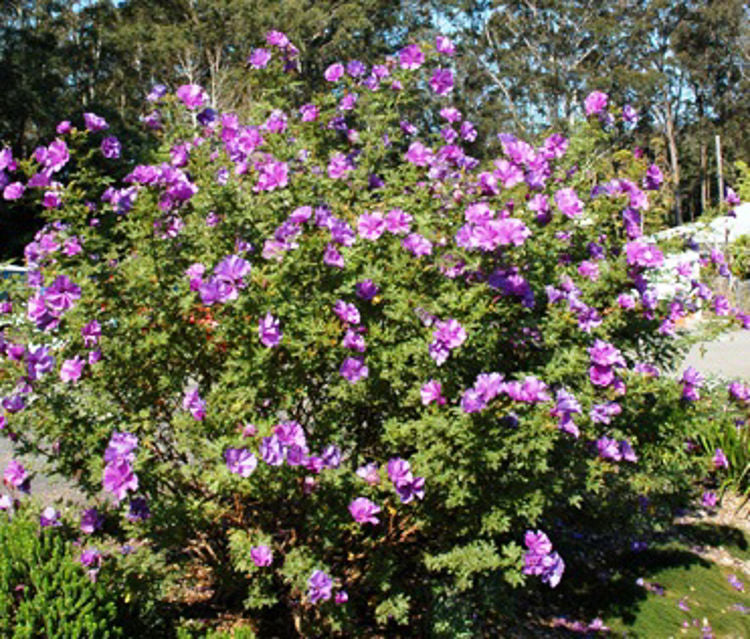 Alyogyne huegelii West Coast Gem AlyhueWCG Native Hibiscus 70mm