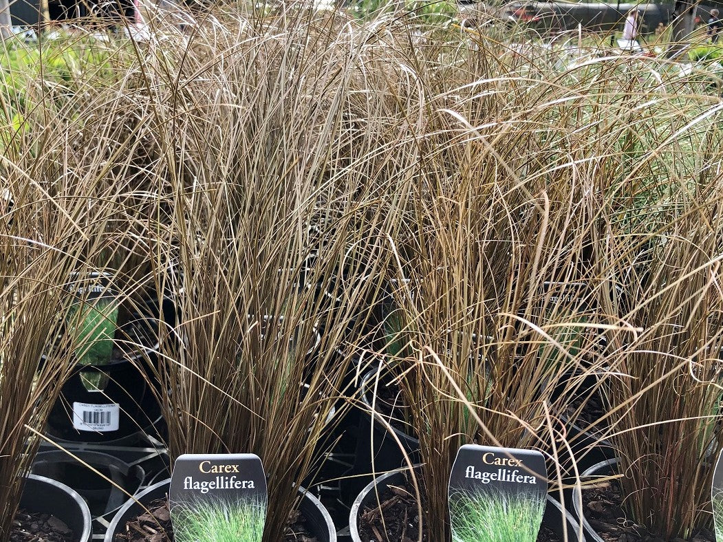 Carex flagellifera Carfla Weeping Brown Sedge 140mm