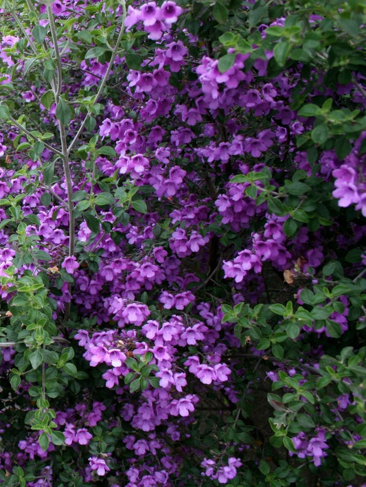 Prostanthera rotundifolia Prorot Round Leaf Mint Bush 140mm