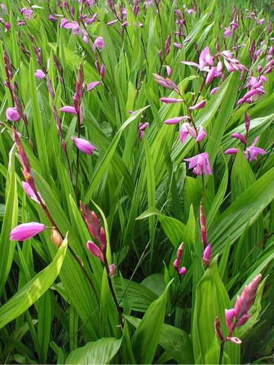 Bletilla striata Blestr Urn Orchid, Hyacinth Orchid, Chinese Ground Orchid 140mm