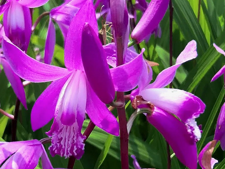 Bletilla striata Blestr Urn Orchid, Hyacinth Orchid, Chinese Ground Orchid 140mm