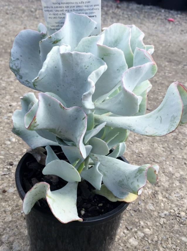 Cotyledon orbiculata Silver Waves CotorbSW Pigs Ear, Round Leafed Navel Wort, Succulent 140mm
