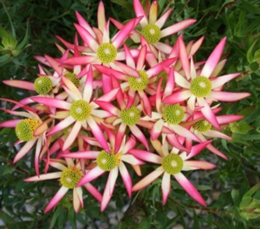 Leucadendron salignum lanigerum Superstar LeuslSup Conebush 140mm