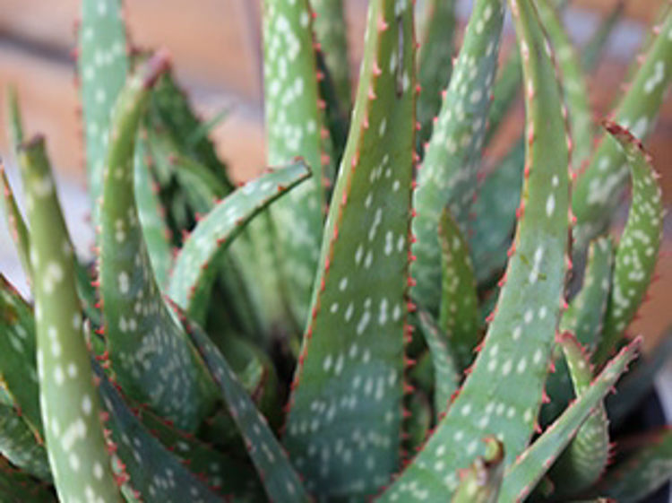 Aloe hybrida Mighty Gold PBR AlohybMGo AL02, Succulent 140mm