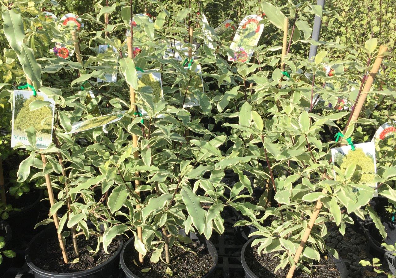 Pittosporum eugenioides Variegata PiteugVa Variegated Lemonwood, Tarata 200mm
