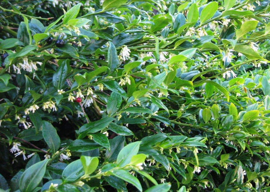 Sarcococca ruscifolia Sarrus Fragrant Sweetbox, Sweet Box 140mm