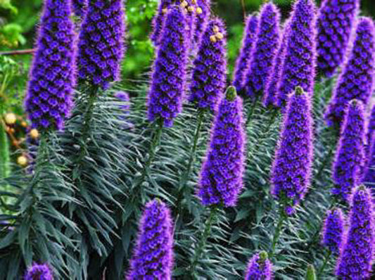 Echium candicans Echcan Pride of Madeira, syn Echium fastuosum