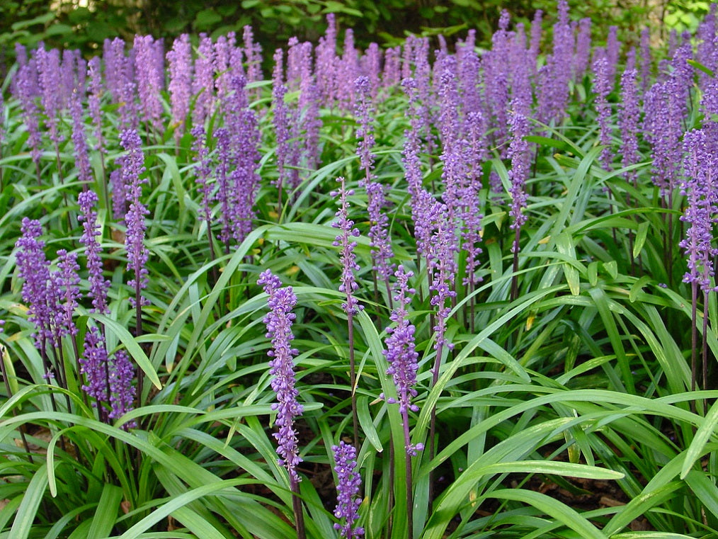 Liriope muscari Royal Purple LirmusRP Lilyturf, Lily Turf, Border Grass, Monkey Grass 140mm