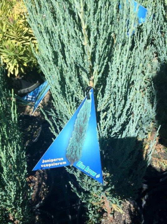 Juniperus scopulorum Blue Arrow JunscoBA Rocky Mountain Juniper, Columnar Conife
