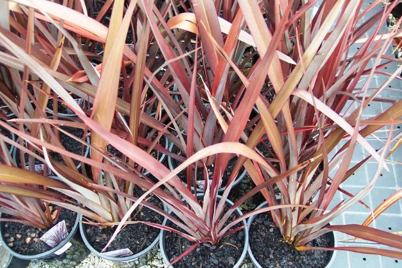 Phormium tenax Anna Red PhotenAR New Zealand Flax 140mm