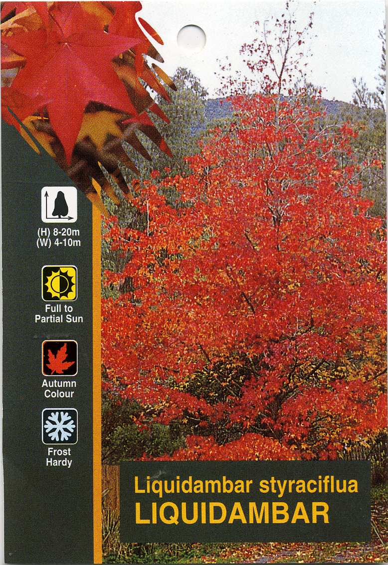 Liquidambar styraciflua Liqsty Syn Liquidambar macrophylla, American Sweetgum, Sweet Gum 140mm