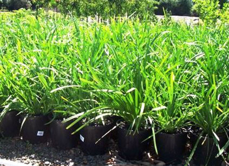 Lomandra longifolia Lomlon Syn Xerotes longifolia, Spiny Head Mat Rush, Basket Grass 140mm