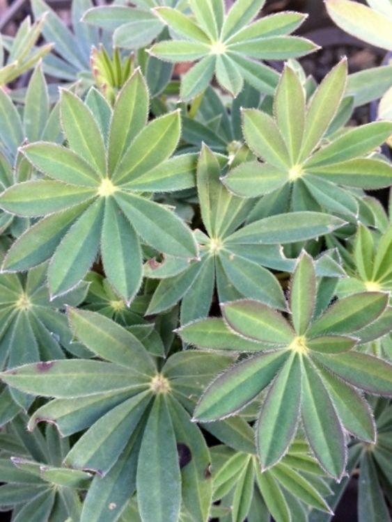 Lupinus polyphyllus Luppol Garden Lupin, Large Leaved Lupine 140mm