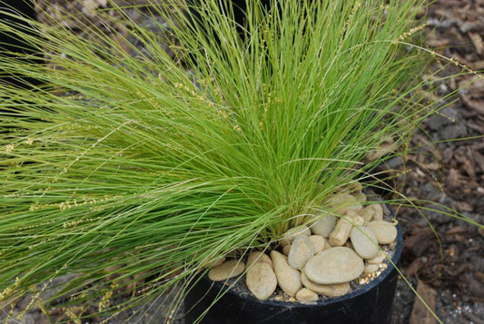 Lomandra confertifolia cylindrica Lime Divine PBR LomccLD Mat Rush, LCS5 140mm