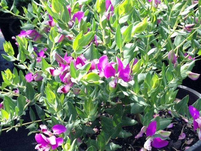 Polygala dalmaisiana Poldal Sweet Pea Shrub 140mm