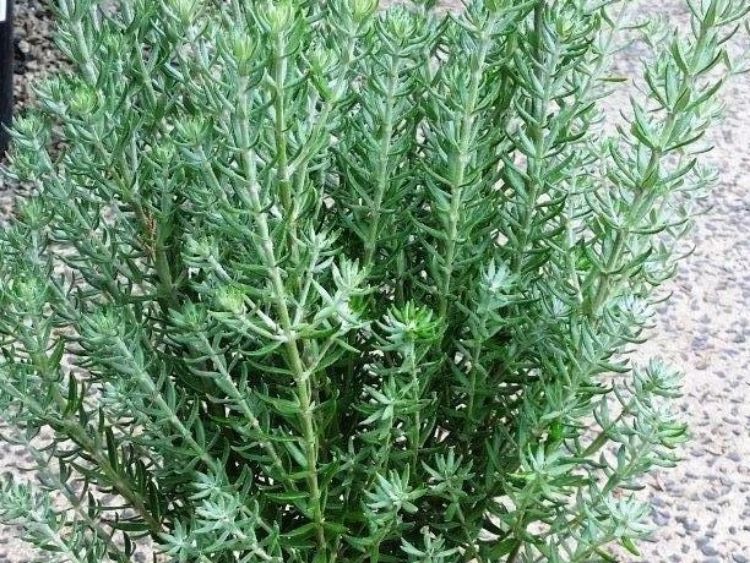 Westringia fruticosa Funky Chunky WesfruFC Native Rosemary, Coastal Rosemary, Coast Rosemary 140mm