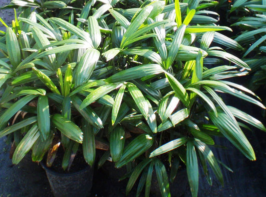 Rhapis excelsa Rhaexc Broadleaf Lady Palm, Broad Leaf Lady Palm 140mm