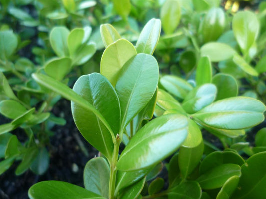 Buxus microphylla japonica Buxmj Japanese Box, Japanese Boxwood, Littleleaf Box 140mm