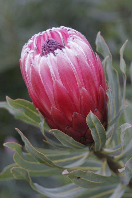 Protea neriifolia Frosted Fire PronerFF Oleander Leaf Protea, Sugarbush 140mm