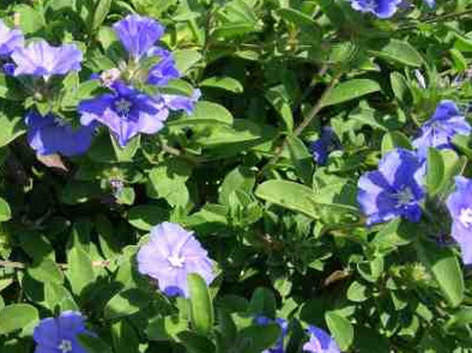 Evolvulus pilosus Evopil Morning Glory 140mm