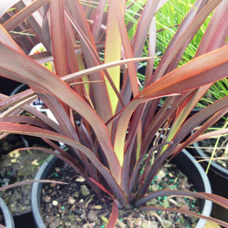 Phormium tenax Bronze Baby PhotenBB New Zealand Flax 140mm