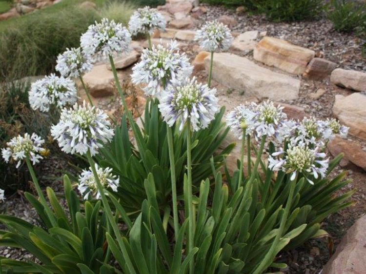 Agapanthus praecox Queen Mum PBR AgapraQM Lily of the Nile, African Lily, PMN06 140mm