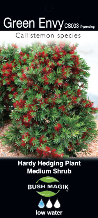 Callistemon viminalis Green Envy CalvimGE Weeping Bottlebrush, Creek Bottlebrush