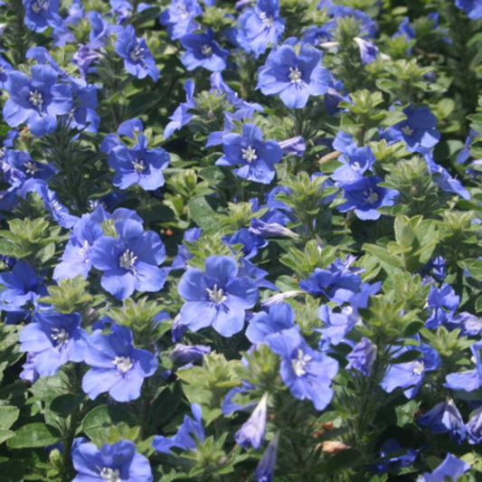 Evolvulus hybrida Blue My Mind EvohybBMM Morning Glory 140mm