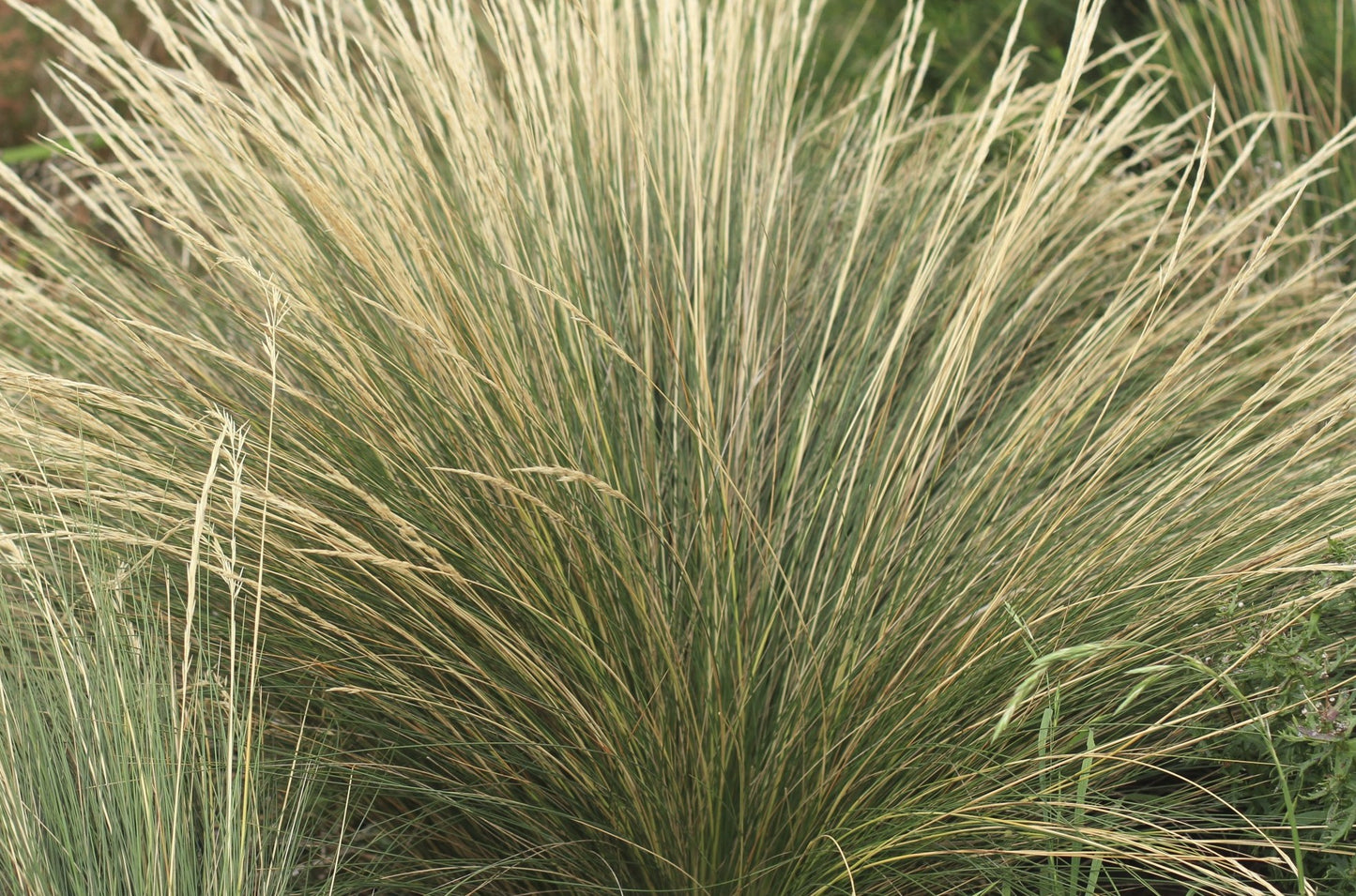 Austrostipa stipoides Aussti Syn Stipa stipoides, Prickly Spear Grass, Coastal Spear Grass 140mm
