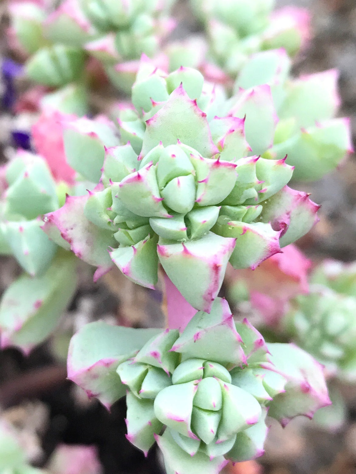 Oscularia deltoides Pink Ice OscdelPI Deltoid Leaved Dew Plant 140mm