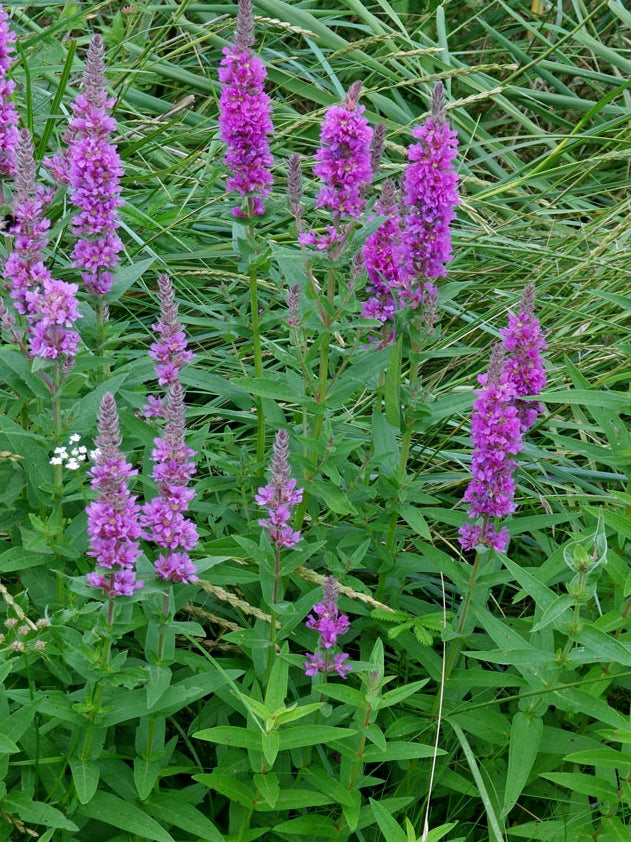 Lythrum salicaria Lytsal Purple Loosestrife 140mm