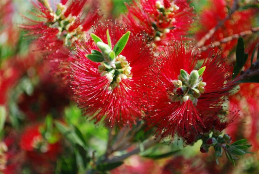 Callistemon hybrida Mary Mackillop CalhybMM Bottlebrush 140mm