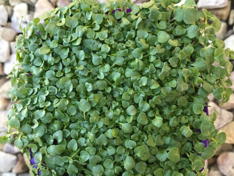 Mentha requienii Menreq Corsican Mint, Herb 70mm