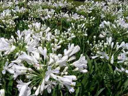 Agapanthus hybrida Snowball AgahybSno Dwarf Agapanthus, Lily of the Nile, African Lily 140mm