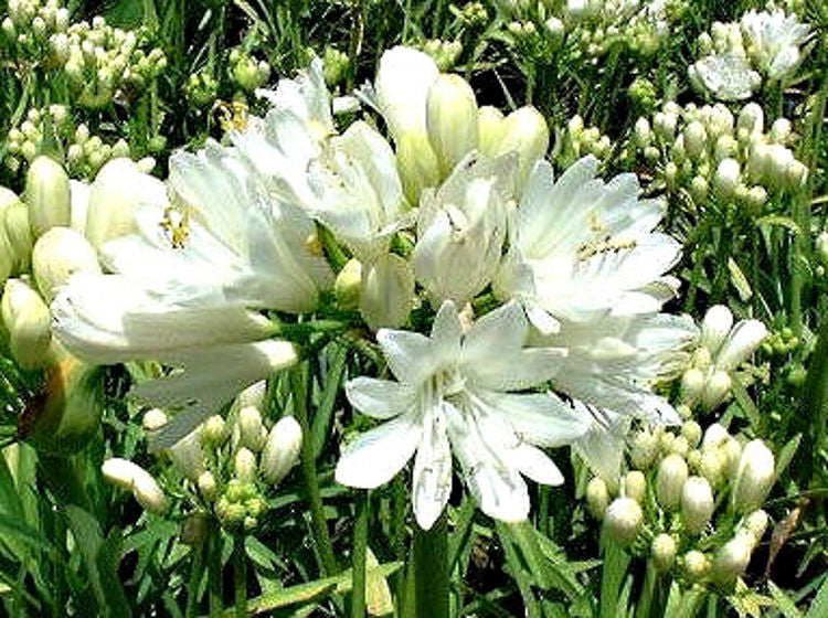 Agapanthus hybrida Snowball AgahybSno Dwarf Agapanthus, Lily of the Nile, African Lily 140mm