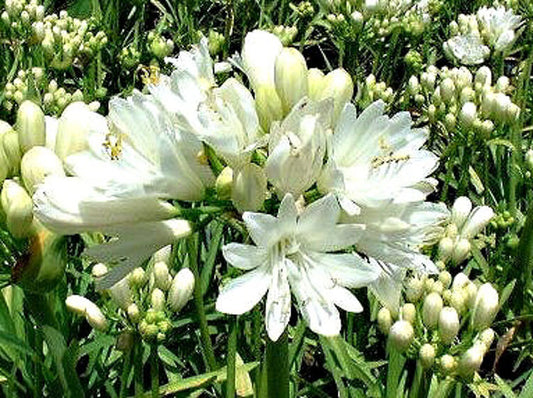 Agapanthus hybrida Snowball AgahybSno Dwarf Agapanthus, Lily of the Nile, African Lily 140mm