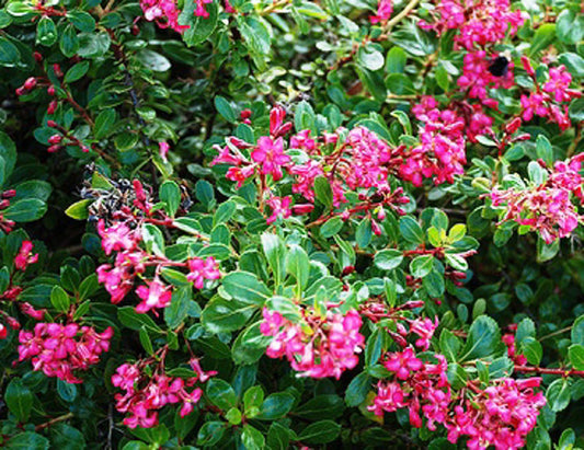 Escallonia hybrida Newport Dwarf EschybND 140mm